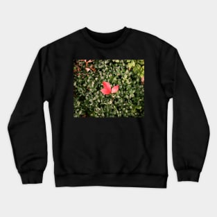 Bed of Green Crewneck Sweatshirt